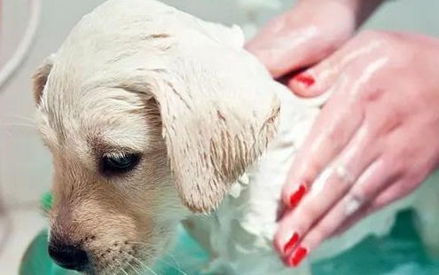 狗狗产后护理注意事项都有哪些--成犬饲养