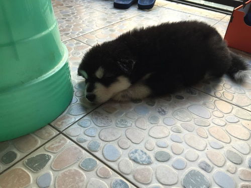 阿拉斯加犬喂养注意事项