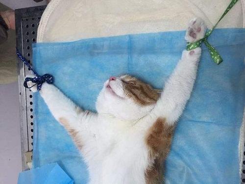 母猫流产后多久再发情