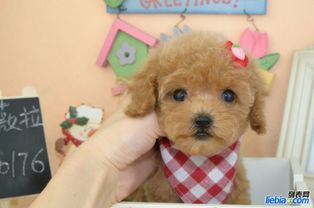 幼犬疫苗哪个好