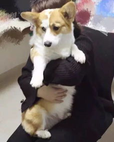 短毛的大狗叫什么名字