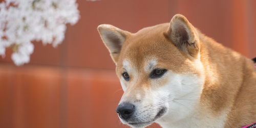柴犬小时候喜欢咬人怎么办