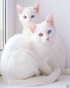 白色猫推荐