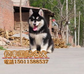 阿拉斯加犬什么名字好听