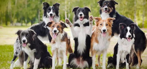 边牧犬怀孕多久可以生育