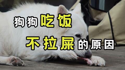 狗狗拉咖啡色便便正常吗