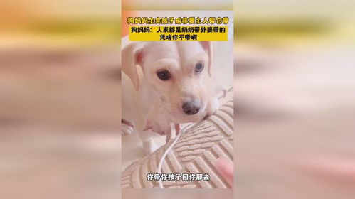 狗狗生完宝宝会咬主人吗