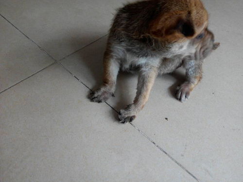 幼犬的爪子什么时候变黑