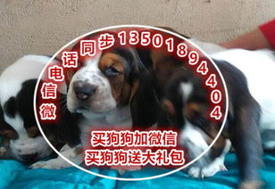 怎么挑选巴吉度幼犬