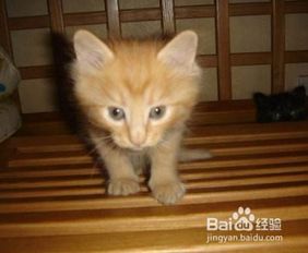 如何教猫咪用滚珠喝水