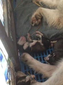 阿拉斯加幼犬多久可以断奶