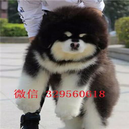 巨型阿拉斯加能长多大,有多少斤