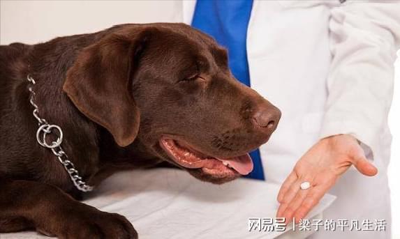 犬常见体内寄生虫图谱
