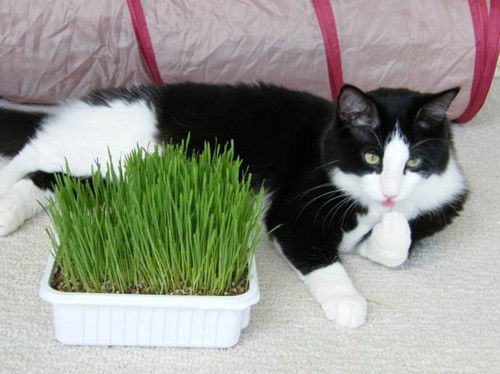 猫吃完一般多久拉屎