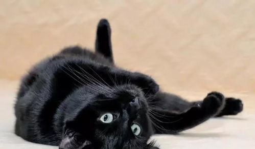 猫吃哪些东西会致命