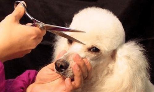 狗狗美容要多久