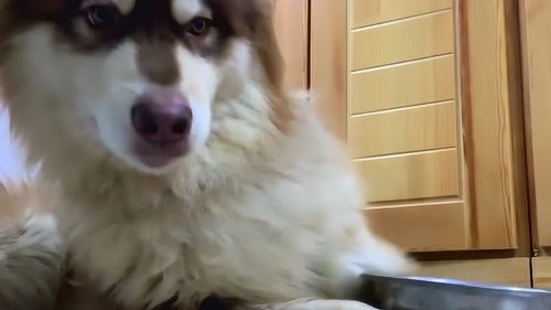 阿拉斯加幼犬不吃东西