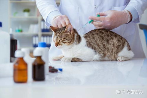 猫间隔多长时间打疫苗