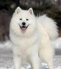 白色大型犬都有什么品种