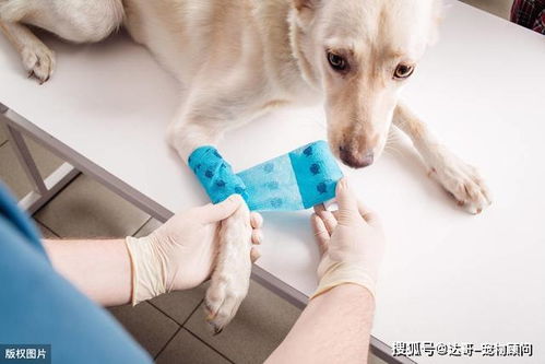 小狗有哪些传染病