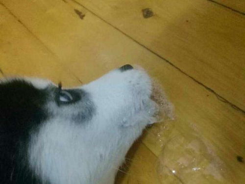 狗吐白沫怎么办精神也不好怎么办