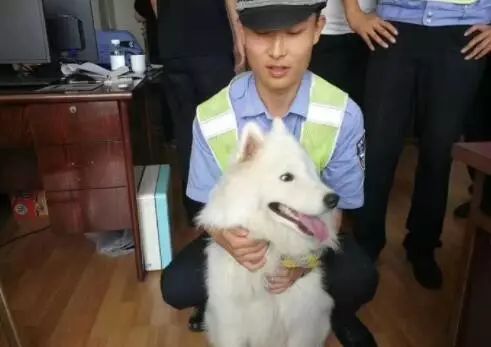 萨摩耶食量表