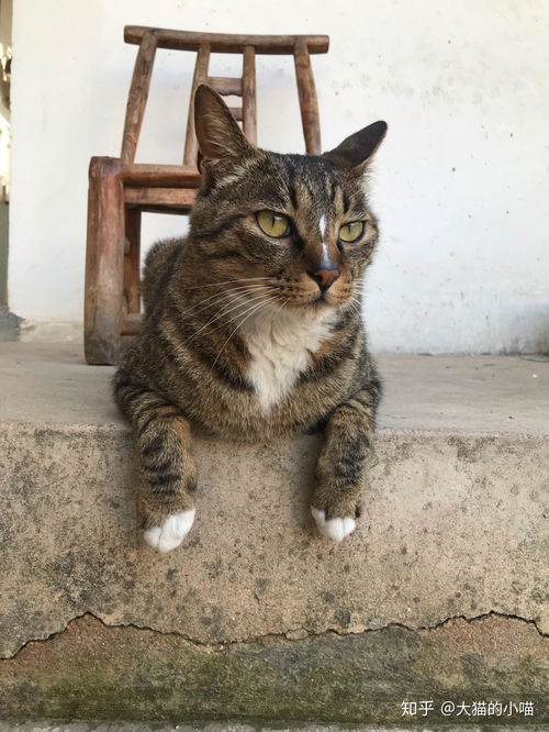 中华田园猫吃啥