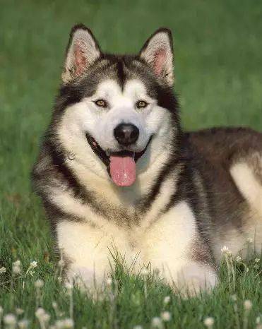 阿拉斯加犬瘟后遗症
