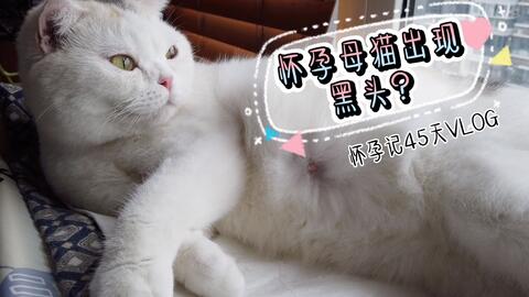 如何判断母猫怀孕多久