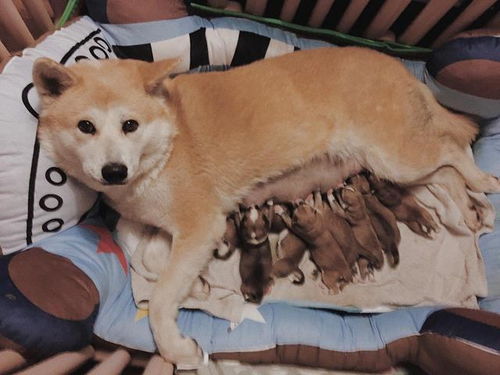 狗狗绝育后多久可以出去玩