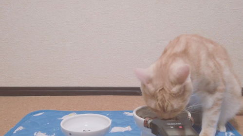 猫粮过期了猫还能吃吗