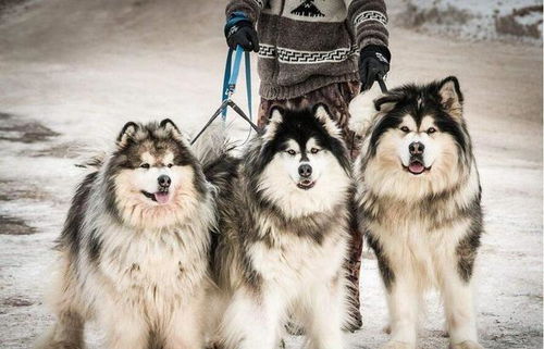 阿拉斯加犬温和吗