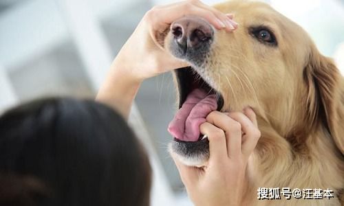 狗狗嘴里有一股腥味