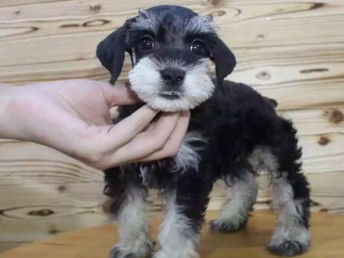 狗狗打针隔多久打下一针