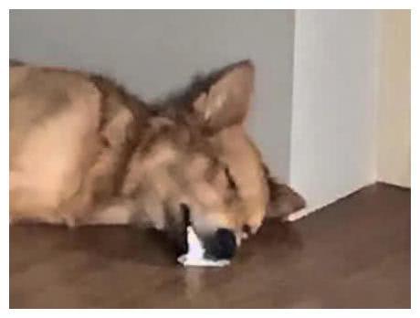 狗狗吐白沫子是什么情况