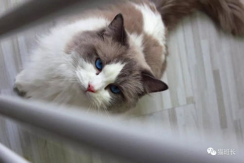 一个月小猫体重下降