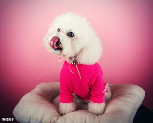 比熊犬常见病