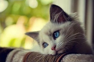 猫要多久打一次针