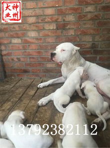 比特犬几个月开始训练