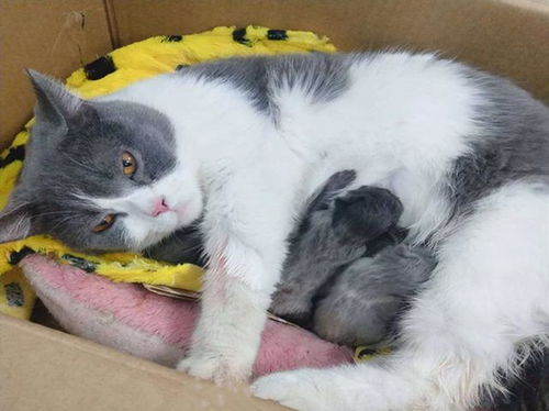 猫怀孕多久生小猫啊