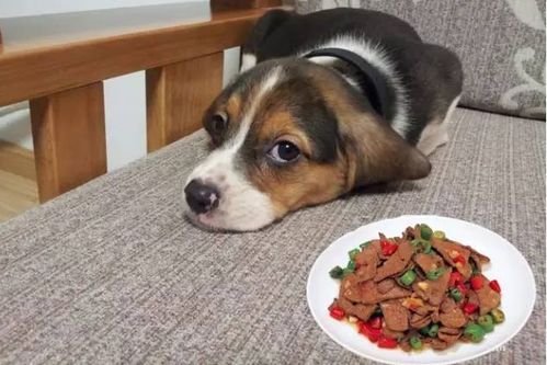 小狗不可以吃哪些东西