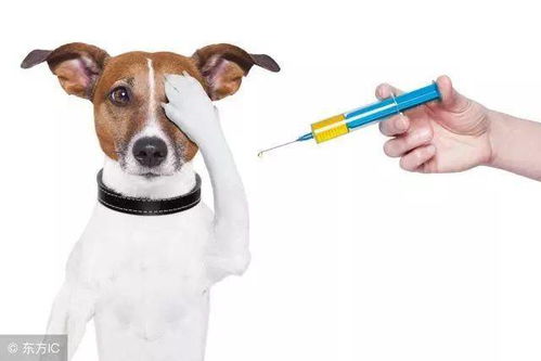 狗狗狂犬疫苗时间间隔