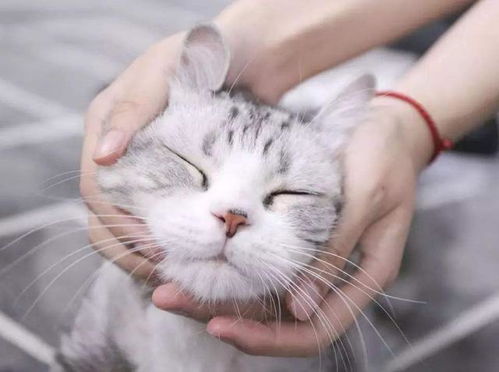 猫咪耳朵多久会脏