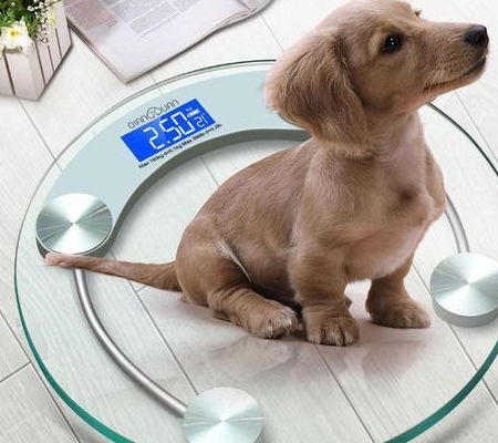 狗狗为什么不长体重