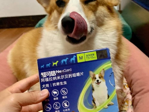 狗狗要多久驱虫一次