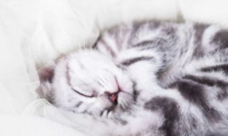 母猫生产完缺钙有什么症状