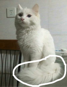 白色的家猫是什么品种