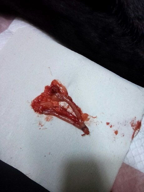 小狗绝育手术多久脱离危险期