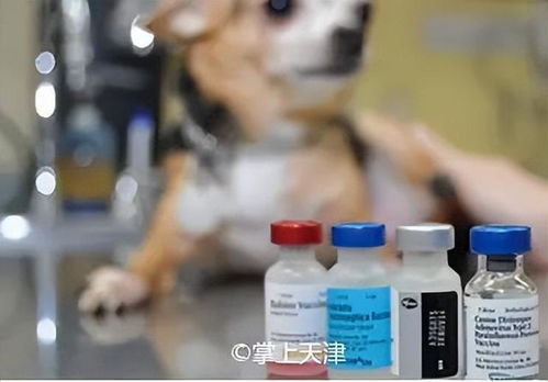 犬类二联疫苗