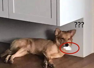 狗狗吐白沫然后吐血
